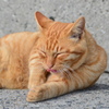 今日もひえますにゃ～　(波止場のノラ猫37)