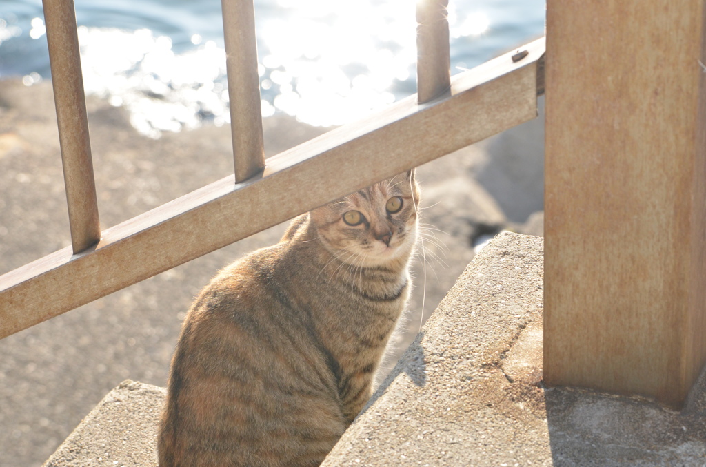 この場所は譲らないよ　(波止場のノラ猫40)