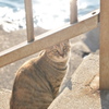 この場所は譲らないよ　(波止場のノラ猫40)