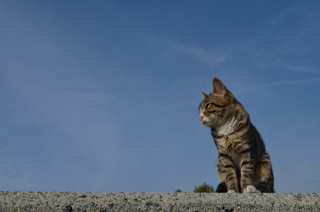 お座り猫