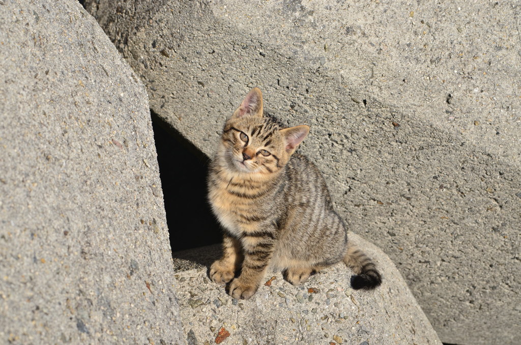 波止場のノラ猫2