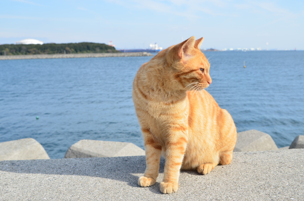 波止場のノラ猫5