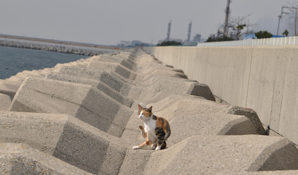 三毛トラ猫の休日