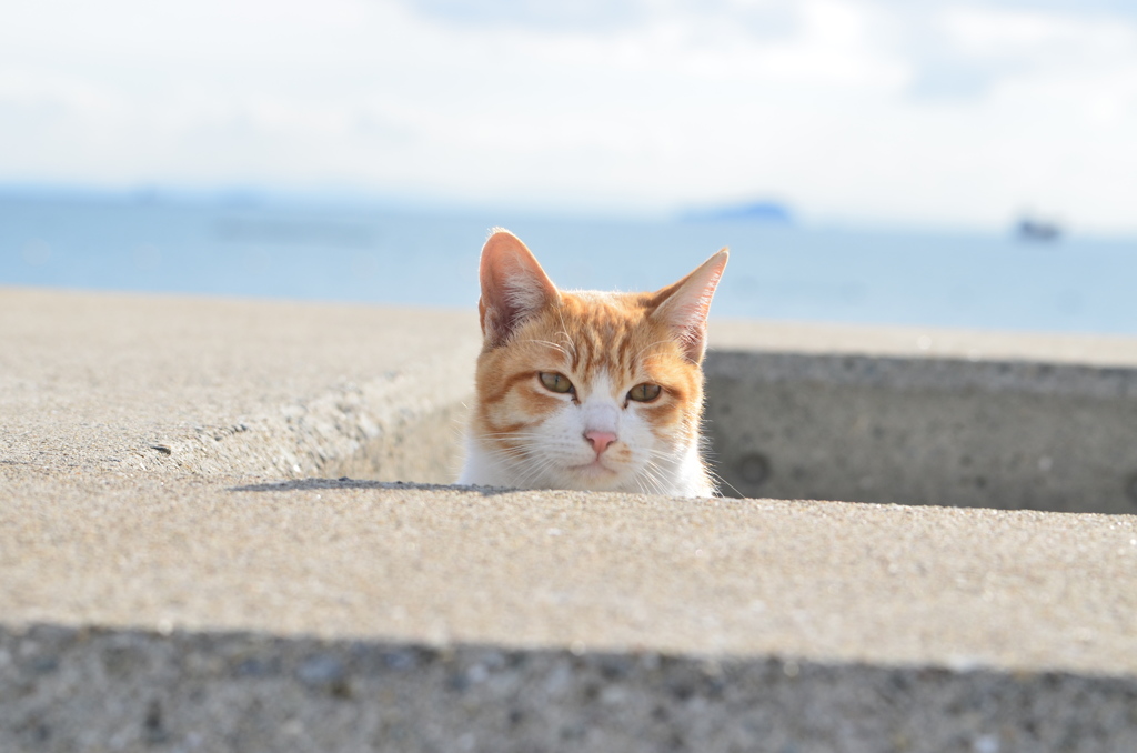 ひょこっ！　（波止場のノラ猫17）