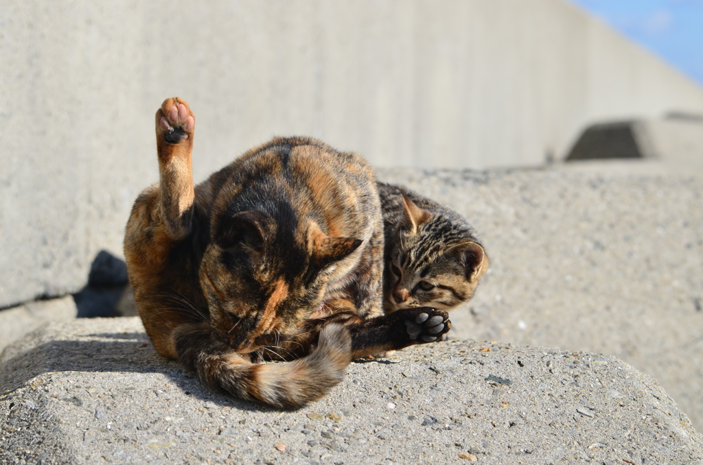 ねぇ～ママ～　(波止場のノラ猫33)