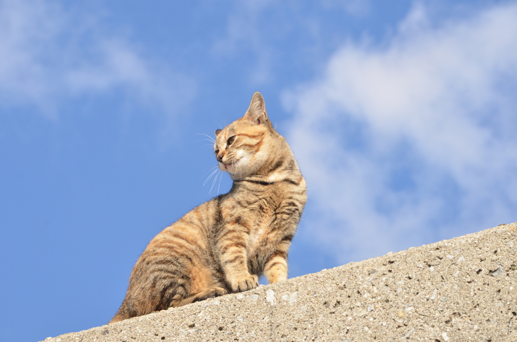 空と猫　(波止場のノラ猫41)