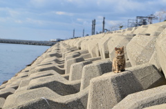 情景　（波止場のノラ猫10）