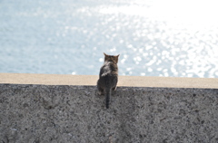 よいしょ　(波止場のノラ猫35)