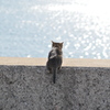 よいしょ　(波止場のノラ猫35)