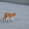 2手歩行？　（波止場のノラ猫13）
