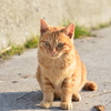 ちょっと一息　(波止場のノラ猫25)