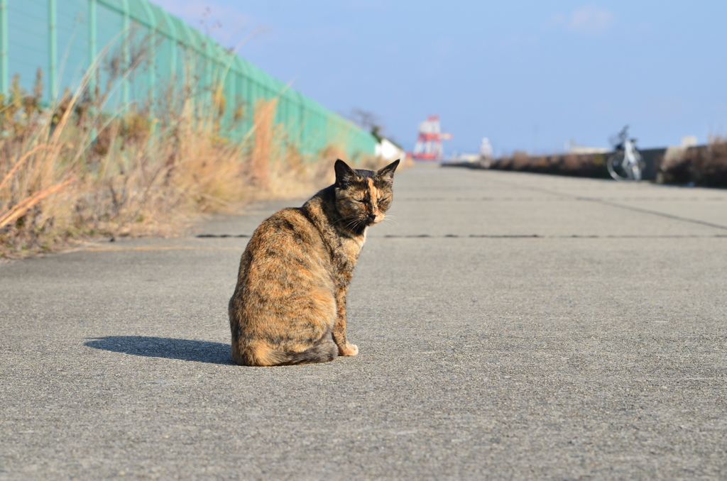 あ、目つぶっちゃった　(波止場のノラ猫21)