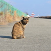 あ、目つぶっちゃった　(波止場のノラ猫21)