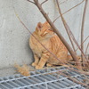 くんくん　（波止場のノラ猫15）