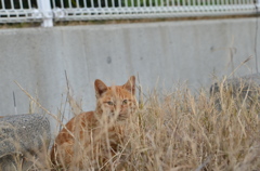 草むらでかくれんぼ　（波止場のノラ猫14）