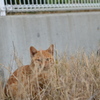 草むらでかくれんぼ　（波止場のノラ猫14）