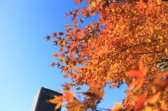 秋よそのまま