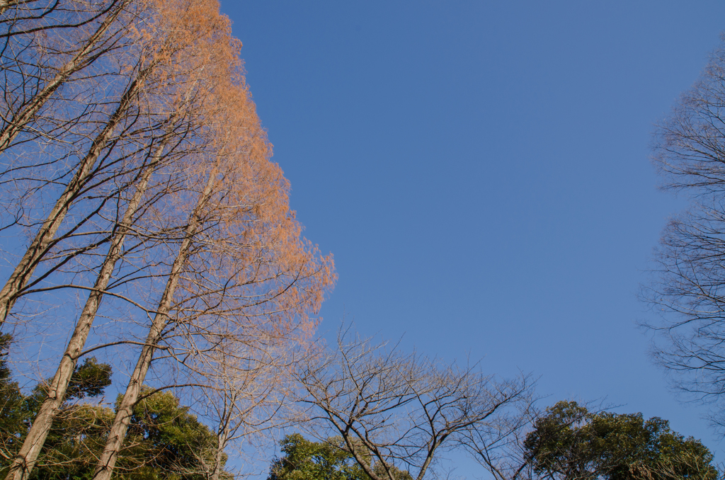 正月の空