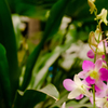 空港の中の花畑