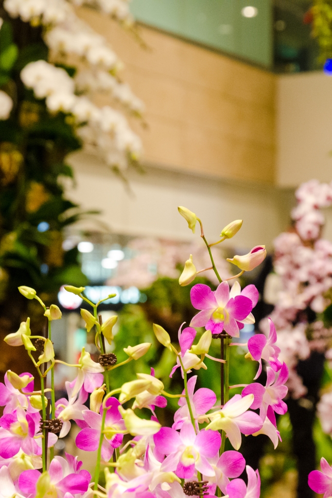 空港の中の花畑２