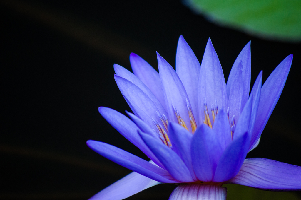 蓮の花