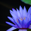 蓮の花