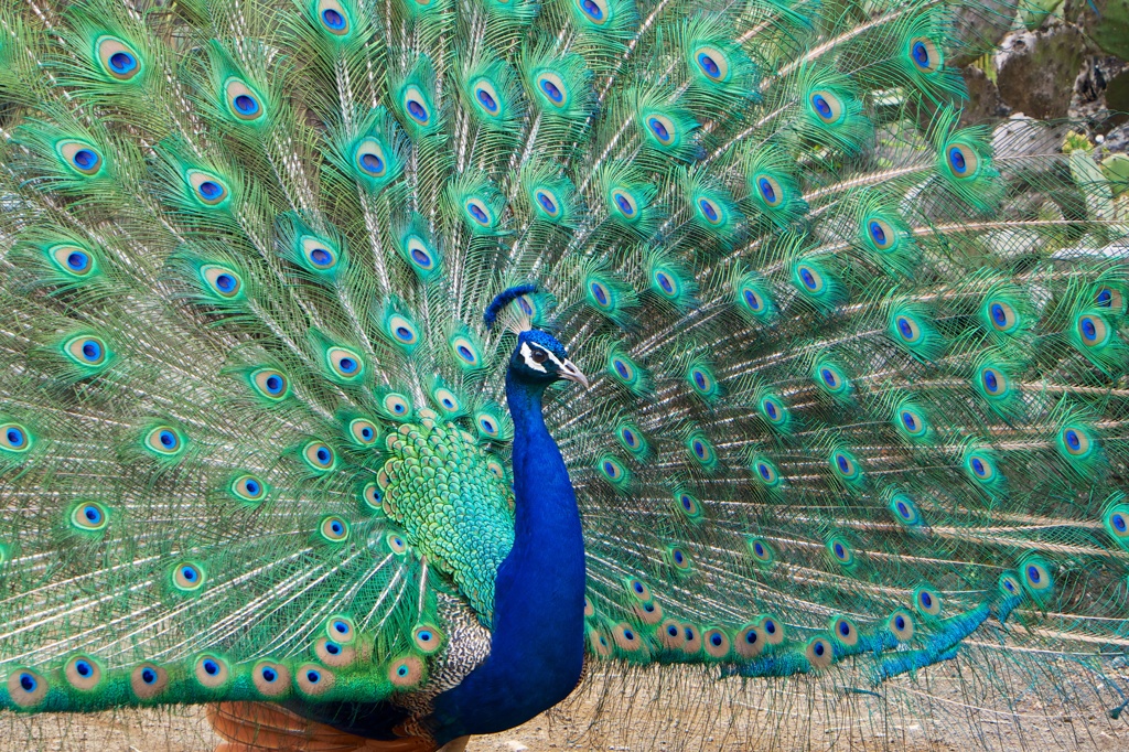 Peacock