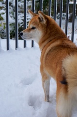 Shiba