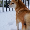 Shiba