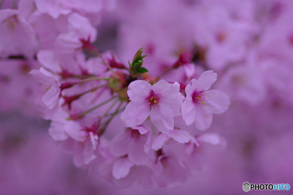 SAKURA
