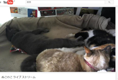 20170302自由すぎるグッチ