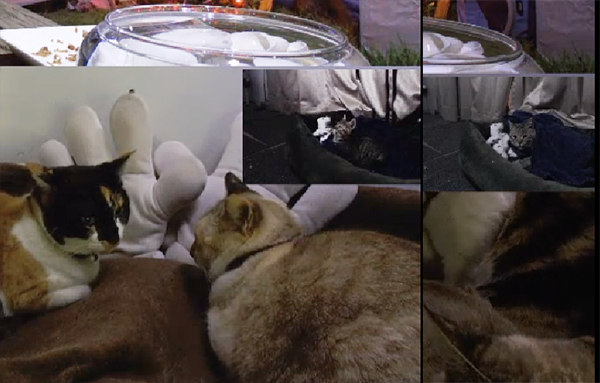 チビキジックス＆キジックス