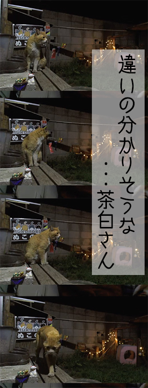 違いの分かりそうなぬこさんｗ