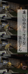 違いの分かりそうなぬこさんｗ