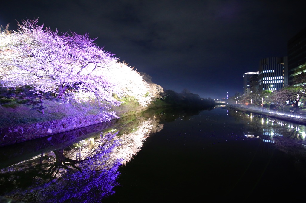 福岡城 舞鶴公園の夜桜