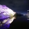 福岡城 舞鶴公園の夜桜