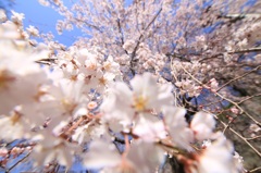 八部咲きの枝垂れ桜 