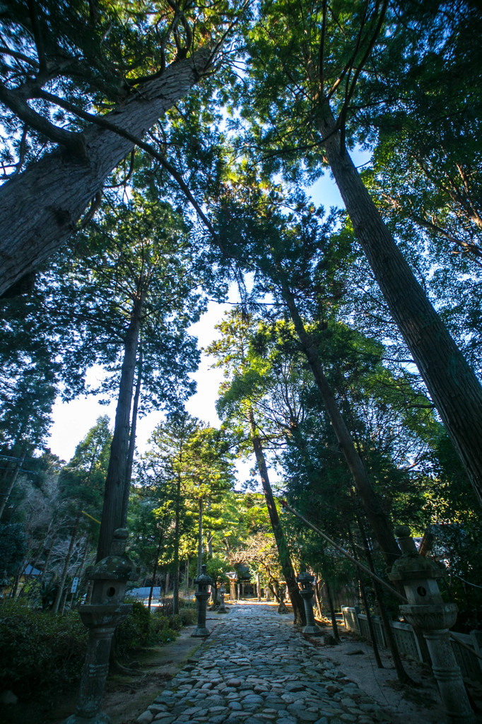 桜井神社参道
