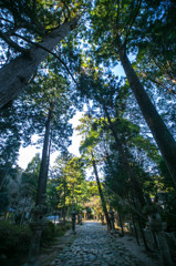 桜井神社参道