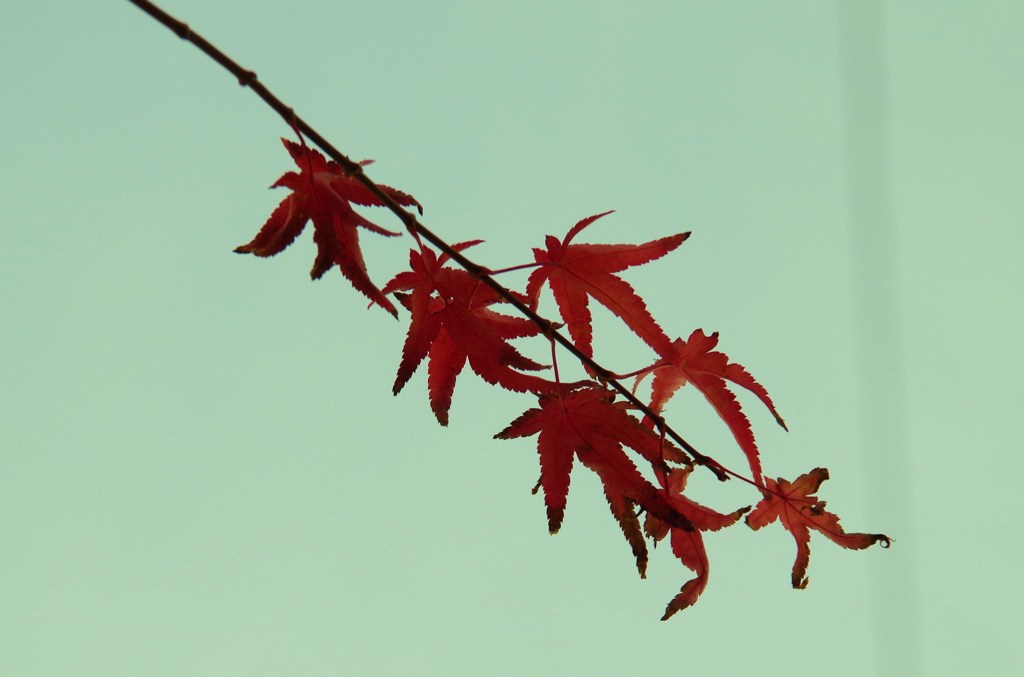 IMGP0072