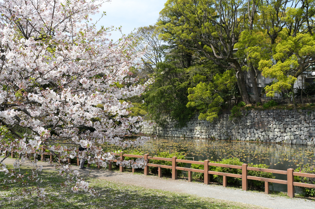 小田原城堀脇の桜