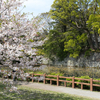 小田原城堀脇の桜