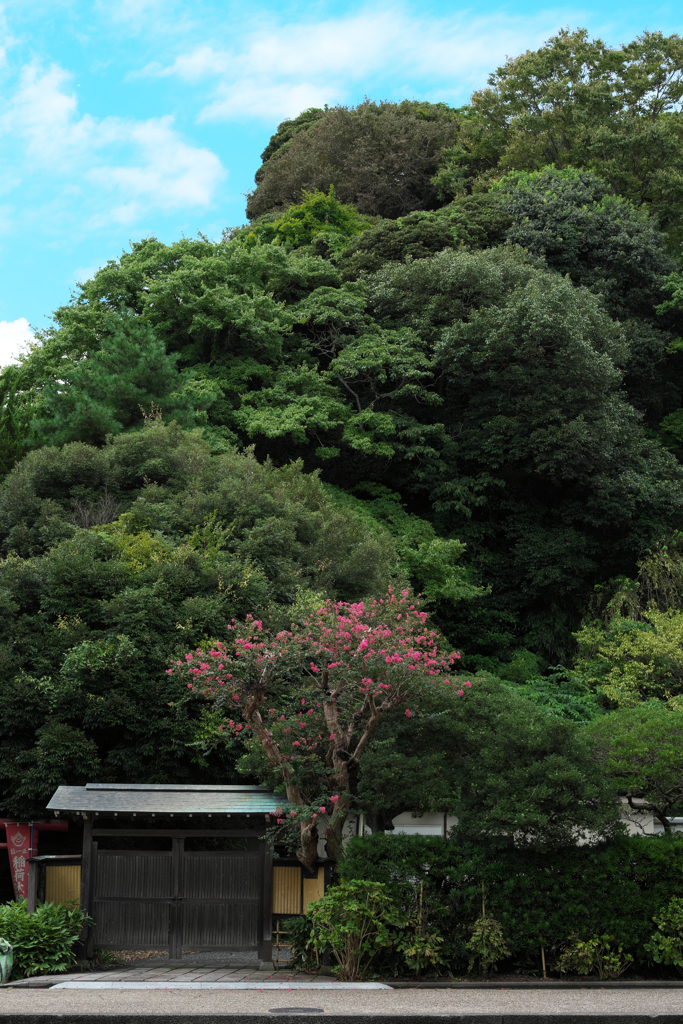 百日紅のある風景