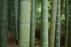竹林