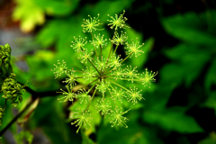 道端の花火