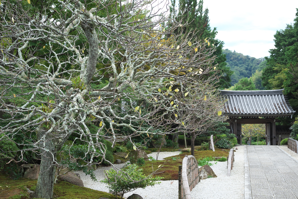 鎌倉・浄明寺