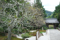 鎌倉・浄明寺