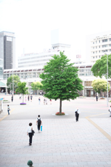 街路樹
