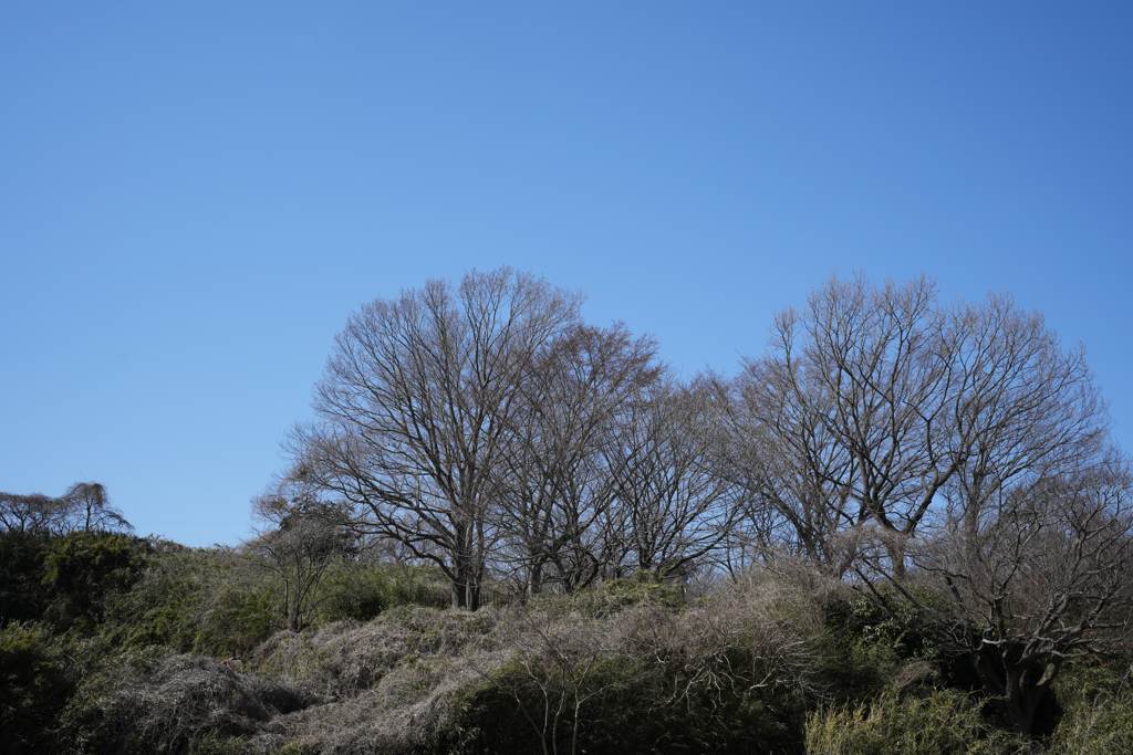 3月の森