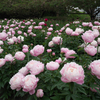 福岡城址の牡丹芍薬園にて